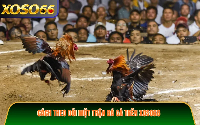 Cách theo dõi một trận đá gà trên XOSO66