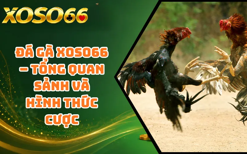 Đá Gà XOSO66 – Tổng Quan Sảnh Và Hình Thức Cược