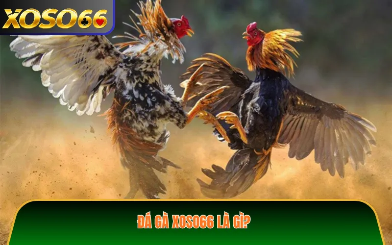 Đá gà XOSO66 là gì?