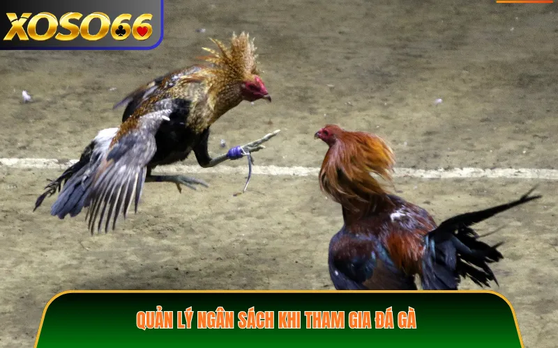 Quản lý ngân sách khi tham gia đá gà